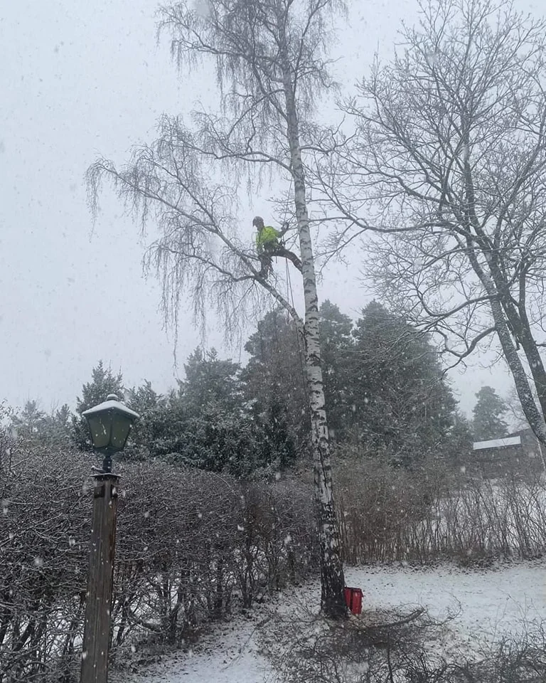 Trädfällning av björk under vinter