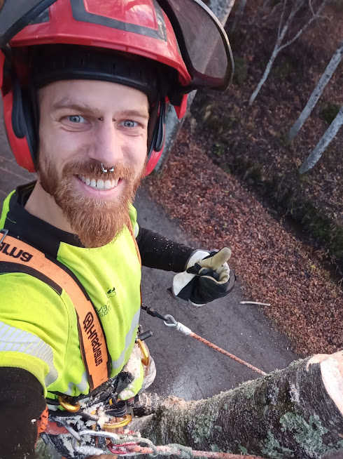 Arborist utför trädfällning i Stockholm med säkerhetsutrustning