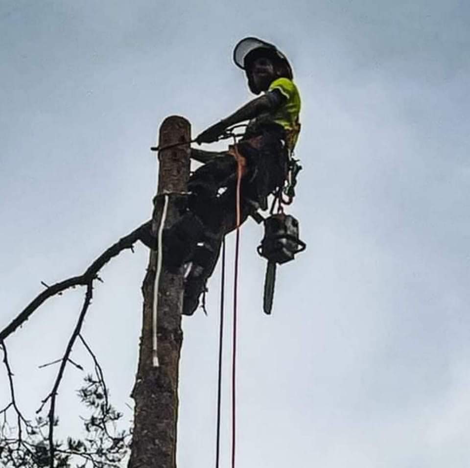 Arborist utför sektionsfällning av riskträd i Stockholm efter vintern